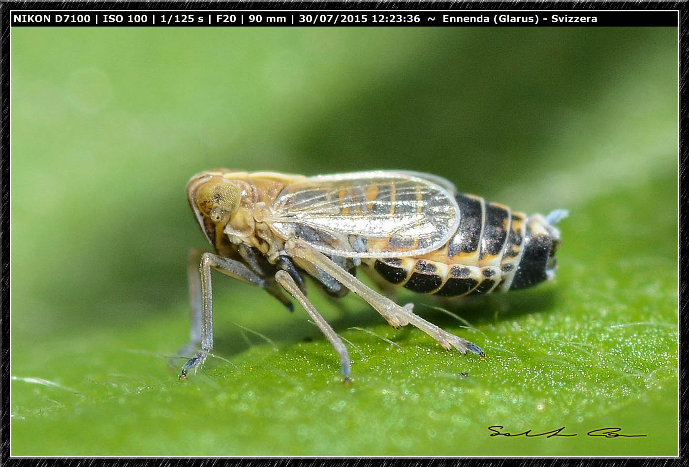 Cicadella da id...